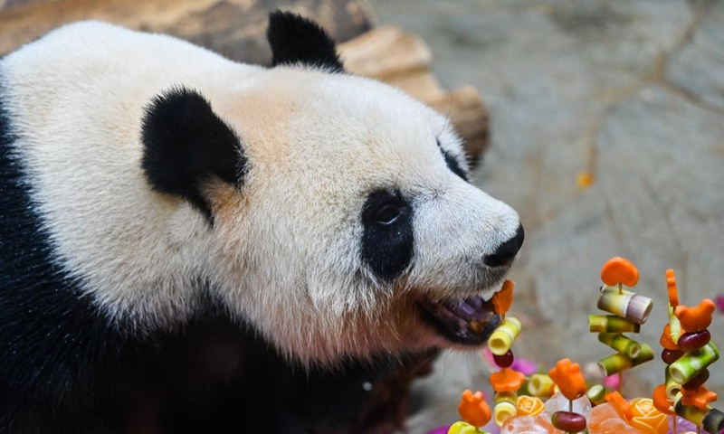 Giant panda Gonggong takes food at the Hainan Tropical Wildlife Park and Botanical Garden in Haikou, south China's Hainan Province, Nov. 25, 2023. Giant pandas Gonggong and Shunshun have lived in Hainan for five years since they made their public debut at the Hainan Tropical Wildlife Park and Botanical Garden in 2018. A celebration ceremony was held here on Saturday, attracting lots of visitors. (Photo: Xinhua)
