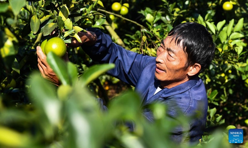 A staff member picks green oranges at a planting base in Qiongzhong Li and Miao Autonomous County, south China's Hainan Province, Nov. 24, 2023. There are more than 330 green orange orchards in Qiongzhong, covering an area of about 32,000 mu (about 2133.3 hectares). The output of the green orange in the county this year is expected to reach 12,500 tonnes, with an output value exceeding 200 million yuan (about 27.97 million dollars). (Photo: Xinhua)