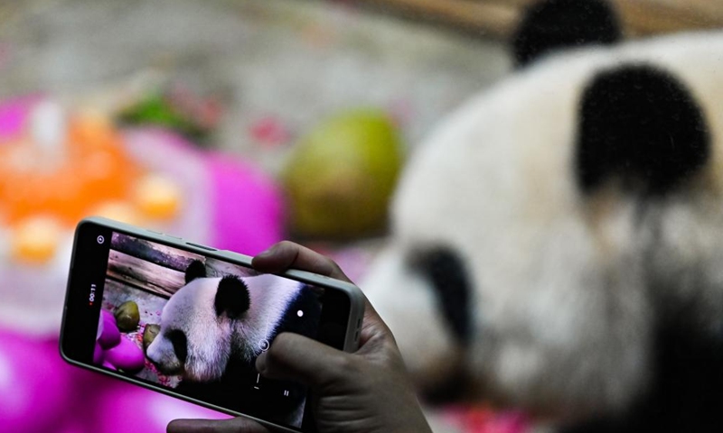 A visitor takes photos of giant panda Gonggong at the Hainan Tropical Wildlife Park and Botanical Garden in Haikou, south China's Hainan Province, Nov. 25, 2023. Giant pandas Gonggong and Shunshun have lived in Hainan for five years since they made their public debut at the Hainan Tropical Wildlife Park and Botanical Garden in 2018. A celebration ceremony was held here on Saturday, attracting lots of visitors. (Photo: Xinhua)