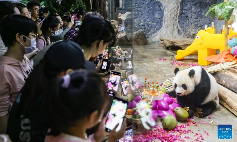 Visitors watch giant panda Gonggong taking food at the Hainan Tropical Wildlife Park and Botanical Garden in Haikou, south China's Hainan Province, Nov. 25, 2023. Giant pandas Gonggong and Shunshun have lived in Hainan for five years since they made their public debut at the Hainan Tropical Wildlife Park and Botanical Garden in 2018. A celebration ceremony was held here on Saturday, attracting lots of visitors. (Photo: Xinhua)