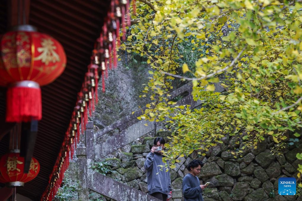 Visitors enjoy the scenery under an old ginkgo tree at Daciyan scenic site in Jiande City of east China's Zhejiang Province, Nov. 26, 2023. The over 700-year-old ginkgo tree has attracted visitors for its golden leaves. (Photo: Xinhua)