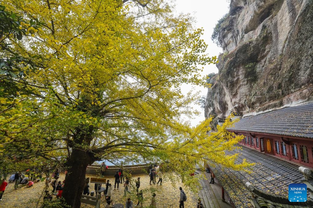 Visitors enjoy the scenery under an old ginkgo tree at Daciyan scenic site in Jiande City of east China's Zhejiang Province, Nov. 26, 2023. The over 700-year-old ginkgo tree has attracted visitors for its golden leaves.(Photo: Xinhua)