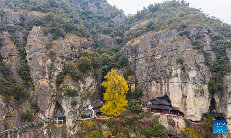 This aerial photo taken on Nov. 26, 2023 shows an old ginkgo tree at Daciyan scenic site in Jiande City of east China's Zhejiang Province. The over 700-year-old ginkgo tree has attracted visitors for its golden leaves.(Photo: Xinhua)