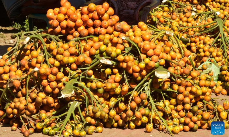 This photo taken on Nov. 26, 2023 shows betel nuts at a market place in Cox's Bazar, Bangladesh. Harvesting of betel nut, one of the major cash crops, is now going on in full swing in the district. Markets in parts of the district are now abuzz with buyers and sellers of freshly harvested betel nuts.(Photo: Xinhua)