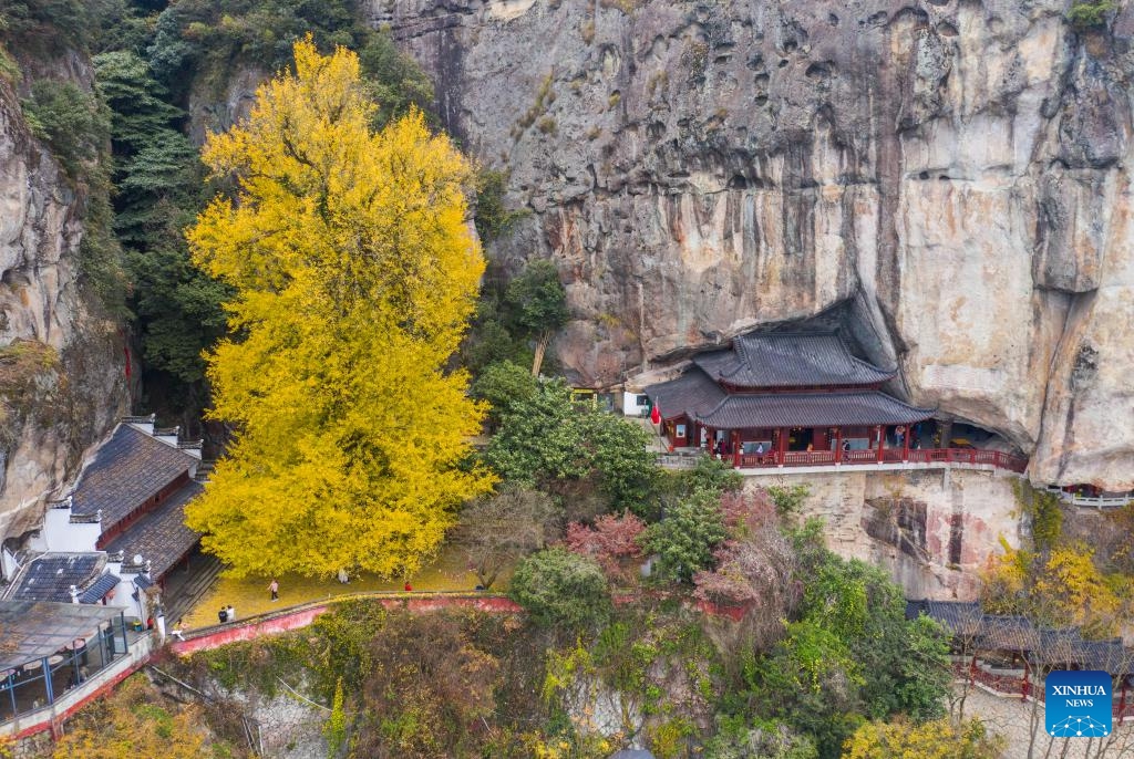 This aerial photo taken on Nov. 26, 2023 shows an old ginkgo tree at Daciyan scenic site in Jiande City of east China's Zhejiang Province. The over 700-year-old ginkgo tree has attracted visitors for its golden leaves. (Photo: Xinhua)