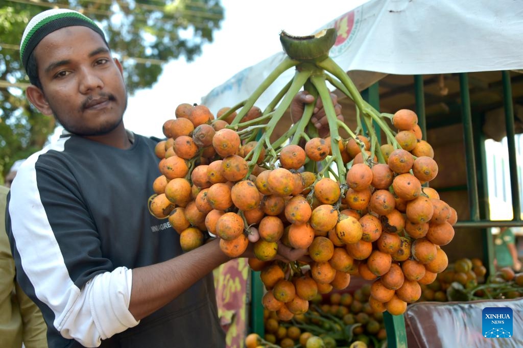 A farmer shows freshly harvested betel nuts at a market place in Cox's Bazar, Bangladesh, on Nov. 25, 2023. Harvesting of betel nut, one of the major cash crops, is now going on in full swing in the district. Markets in parts of the district are now abuzz with buyers and sellers of freshly harvested betel nuts.(Photo: Xinhua)