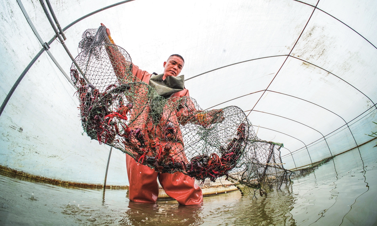 A farmer harvests crayfish in a greenhouse in Wenzhou, East China's Zhejiang Province on November 30, 2023. The farming area of fish, shrimp and turtles in Wenzhou surpassed 6,000 hectares with an annual yield of 6,000 tons and output value of 200 million yuan ($28.19 million). Photo: cnsphoto