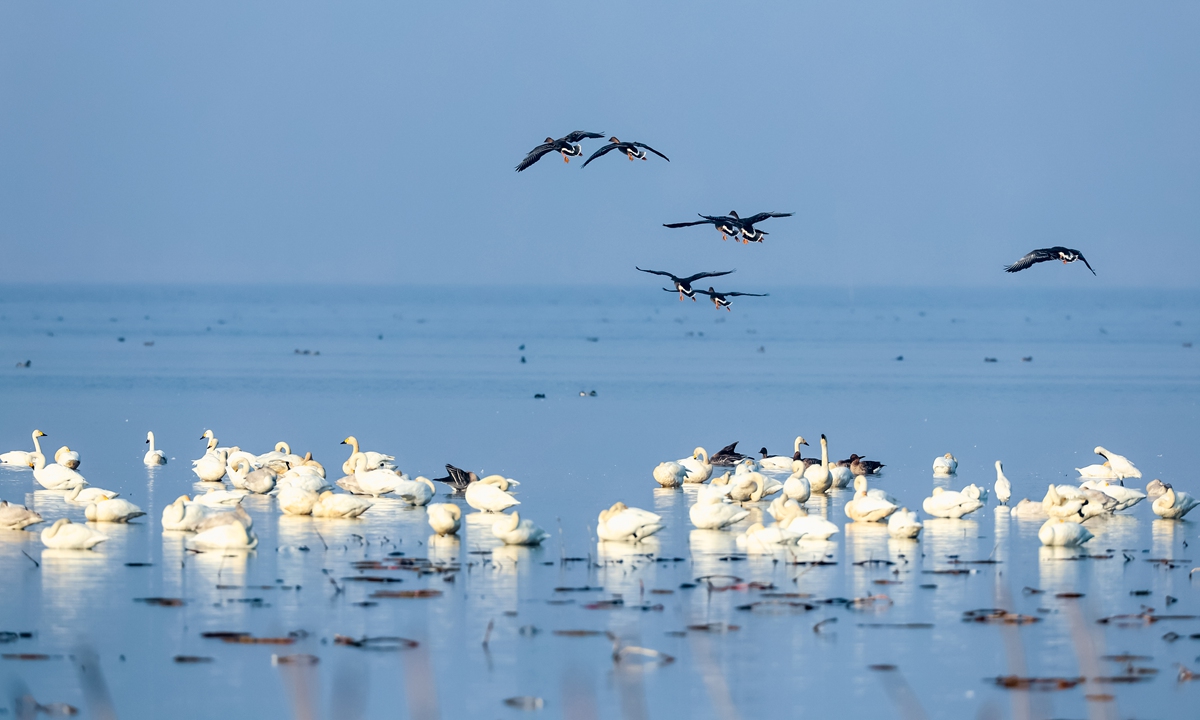 Flocks of wintering migratory birds fly and forage in the wetland in Chaisang district of Jiujiang, East China's Jiangxi Province on November 29, 2023. Photo: IC