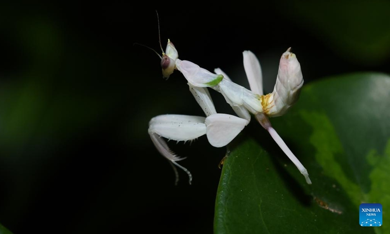 This file photo taken on Nov. 5, 2020 shows an orchid mantis at Xishuangbanna Tropical Botanical Garden of the Chinese Academy of Sciences in southwest China's Yunnan Province. Chinese scientists have found that orchid mantises, hailed as a classic example of flower mimicry, use their petal-shaped legs for gliding.(Photo: Xinhua)