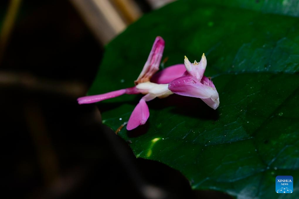 This file photo taken on Dec. 16, 2022 shows an orchid mantis at Xishuangbanna Tropical Botanical Garden of the Chinese Academy of Sciences in southwest China's Yunnan Province. Chinese scientists have found that orchid mantises, hailed as a classic example of flower mimicry, use their petal-shaped legs for gliding.(Photo: Xinhua)