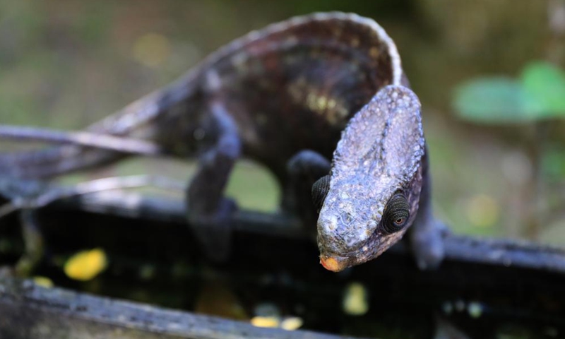 This photo taken on Nov. 27, 2023 shows a chameleon in Marozevo, Toamasina, Madagascar. Madagascar is home to about half of the world's 150 or so species of chameleons. (Photo: Xinhua)