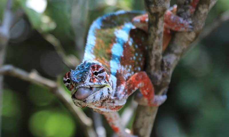 This photo taken on Nov. 27, 2023 shows a chameleon in Marozevo, Toamasina, Madagascar. Madagascar is home to about half of the world's 150 or so species of chameleons. (Photo: Xinhua)