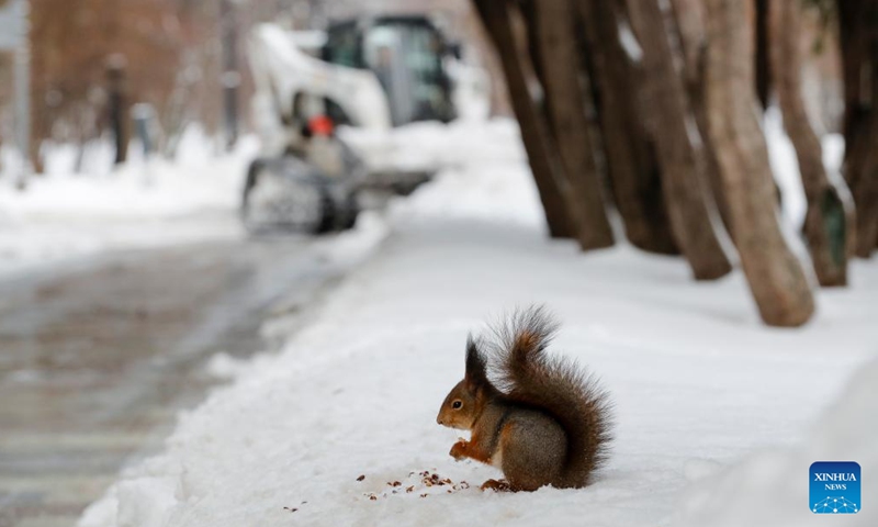 A squirrel is pictured on snow at a park in Moscow, Russia, Dec. 2, 2023. (Photo: Xinhua)