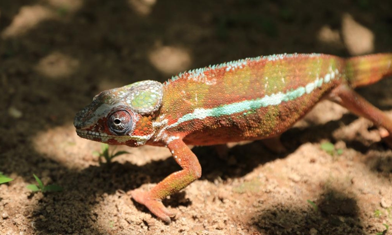 This photo taken on Nov. 27, 2023 shows a chameleon in Marozevo, Toamasina, Madagascar. Madagascar is home to about half of the world's 150 or so species of chameleons. (Photo: Xinhua)