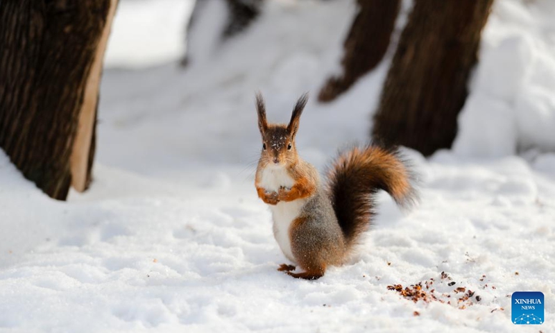 A squirrel is pictured on snow at a park in Moscow, Russia, Dec. 2, 2023. (Photo: Xinhua)