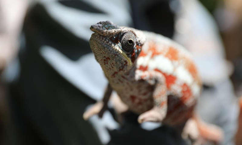 This photo taken on Nov. 27, 2023 shows a chameleon in Marozevo, Toamasina, Madagascar. Madagascar is home to about half of the world's 150 or so species of chameleons. (Photo: Xinhua)