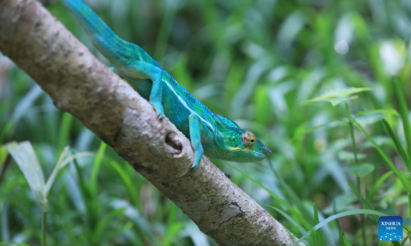 This photo taken on Nov. 30, 2023 shows a chameleon on the island of Nosy Komba, Madagascar. Madagascar is home to about half of the world's 150 or so species of chameleons. (Photo: Xinhua)