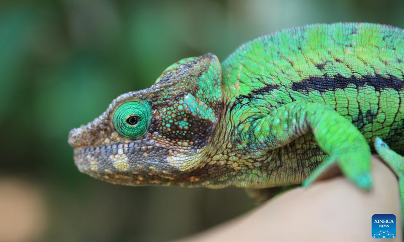 This photo taken on Nov. 27, 2023 shows a chameleon in Marozevo, Toamasina, Madagascar. Madagascar is home to about half of the world's 150 or so species of chameleons. (Photo: Xinhua)