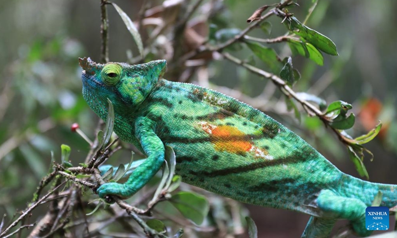 This photo taken on Nov. 27, 2023 shows a chameleon in Andasibe Analamazaotra National Park, Toamasina, Madagascar. Madagascar is home to about half of the world's 150 or so species of chameleons. (Photo: Xinhua)