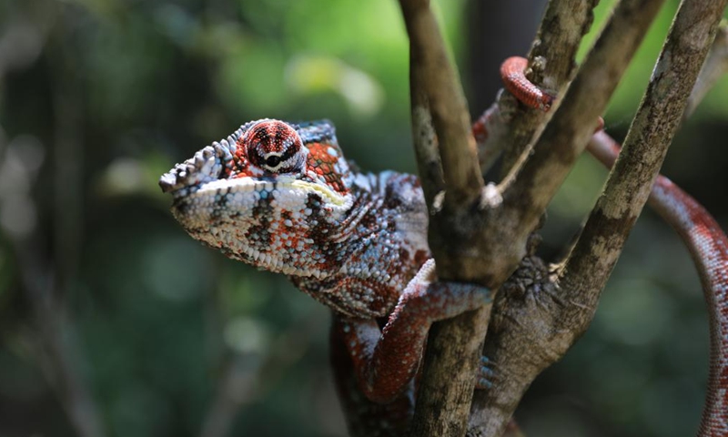 This photo taken on Nov. 27, 2023 shows a chameleon in Marozevo, Toamasina, Madagascar. Madagascar is home to about half of the world's 150 or so species of chameleons. (Photo: Xinhua)