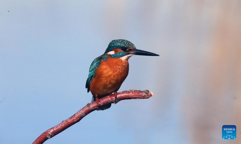 This photo taken on Dec. 3, 2023 shows a kingfisher at the Mogan Lake in Ankara, Türkiye. (Photo: Xinhua)