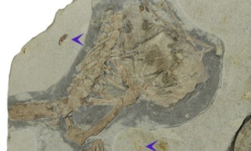 Part of the fossil of Cratonopterus Huabei Photo: Courtesy of Institute of Vertebrate Paleontology and Paleoanthropology