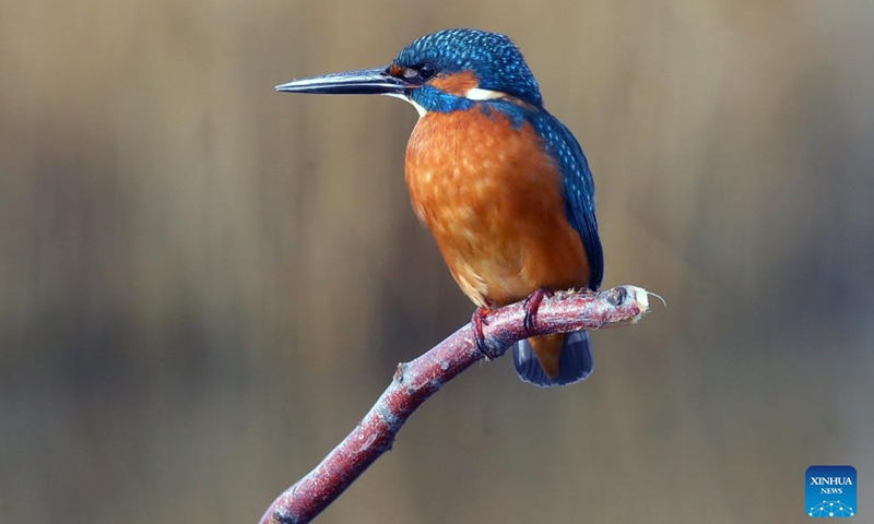 This photo taken on Dec. 3, 2023 shows a kingfisher at the Mogan Lake in Ankara, Türkiye. (Photo: Xinhua)