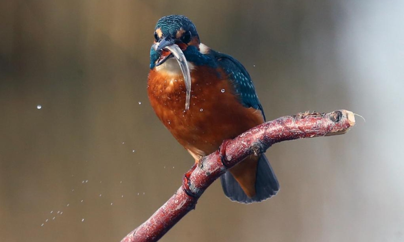 A kingfisher holds a fish in its beak at the Mogan Lake in Ankara, Türkiye, Dec. 3, 2023. (Photo: Xinhua)