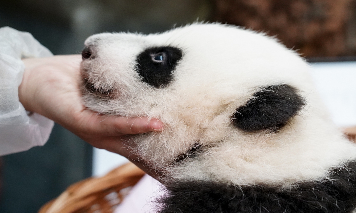 A picture shows the two-month-old panda cub born to parents Ruyi and Dingding at Moscow Zoo in November, 2023. Photo: VCG