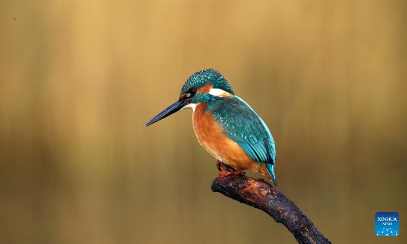 This photo taken on Dec. 3, 2023 shows a kingfisher at the Mogan Lake in Ankara, Türkiye. (Photo: Xinhua)