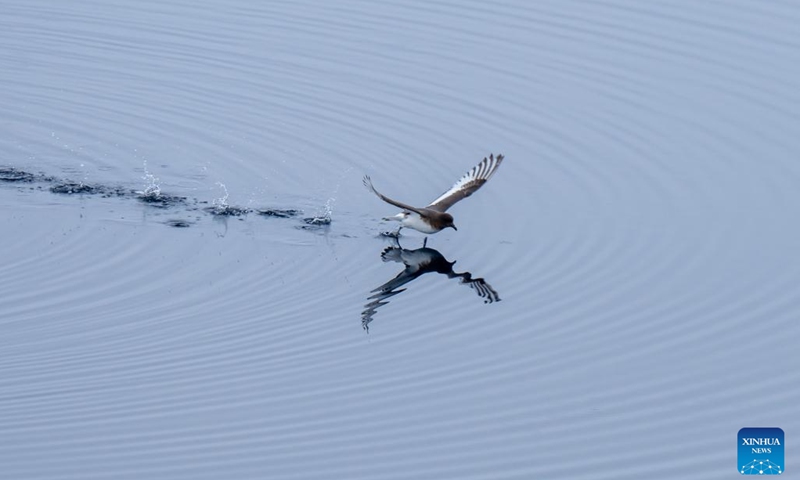 A bird is pictured near China's research icebreaker Xuelong 2, Dec. 3, 2023. China's research icebreaker Xuelong 2 and its companion cargo vessel Tian Hui are now sailing through ice floes. (Photo: Xinhua)