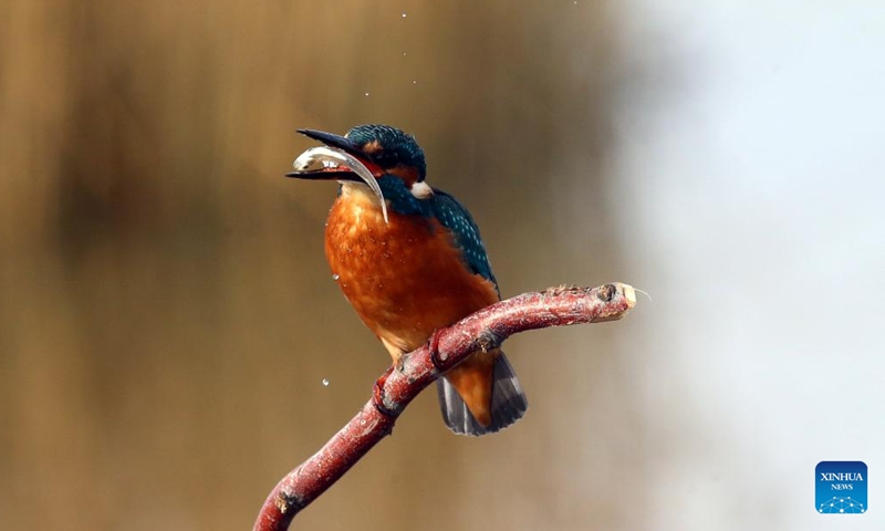 A kingfisher holds a fish in its beak at the Mogan Lake in Ankara, Türkiye, Dec. 3, 2023. (Photo: Xinhua)