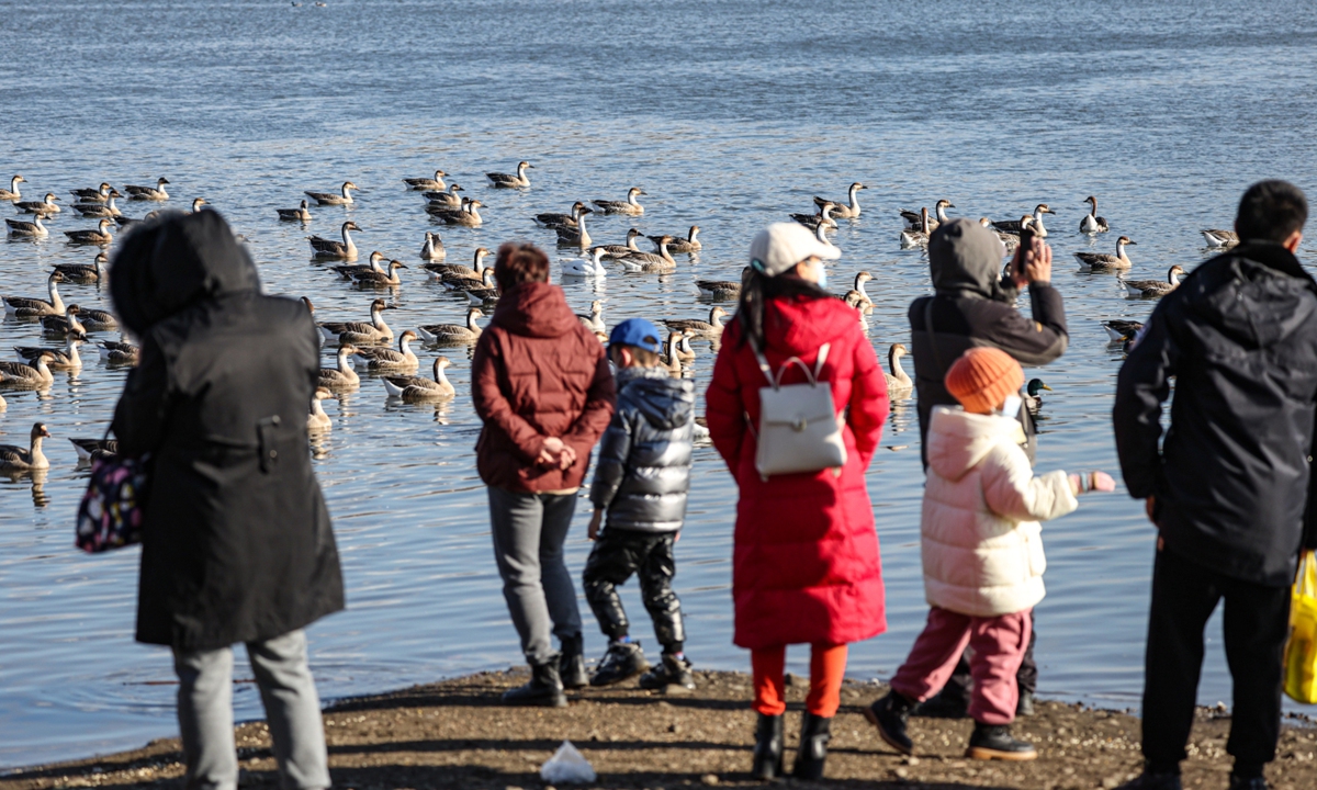 Many swan geese, mallards and other birds rest and forage along the Hunhe River in Shenyang, Northeast China's Liaoning Province, on December 6, 2023. With the change of climate and the improvement of the Hunhe River's environment, more and more migratory birds are staying in the region instead of flying south for the winter. Photo: VCG