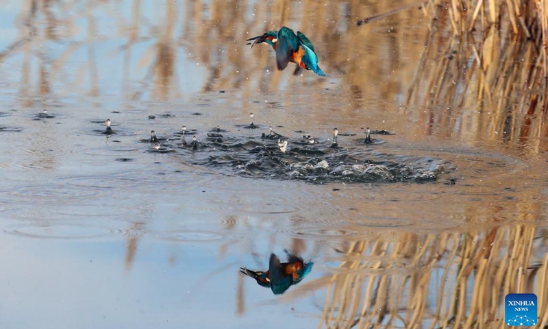 A kingfisher catches fish at the Mogan Lake in Ankara, Türkiye, Dec. 3, 2023. (Photo: Xinhua)