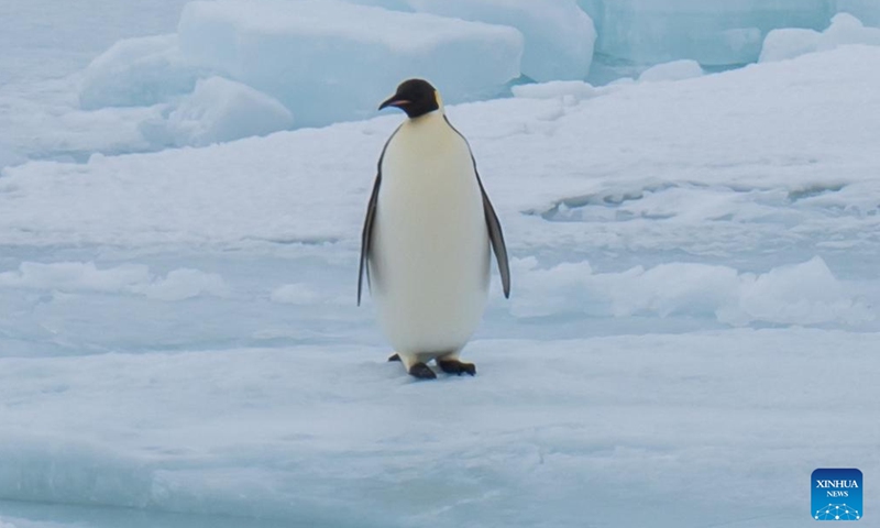 A penguin is pictured near China's research icebreaker Xuelong 2, Dec. 3, 2023. China's research icebreaker Xuelong 2 and its companion cargo vessel Tian Hui are now sailing through ice floes. (Photo: Xinhua)