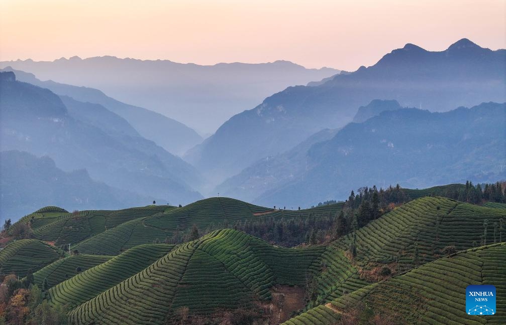 This aerial photo taken on Dec. 6, 2023 shows the scenery of a tea garden in Zouma Township of Hefeng County, Enshi Tujia and Miao Autonomous Prefecture, central China's Hubei Province.(Photo: Xinhua)