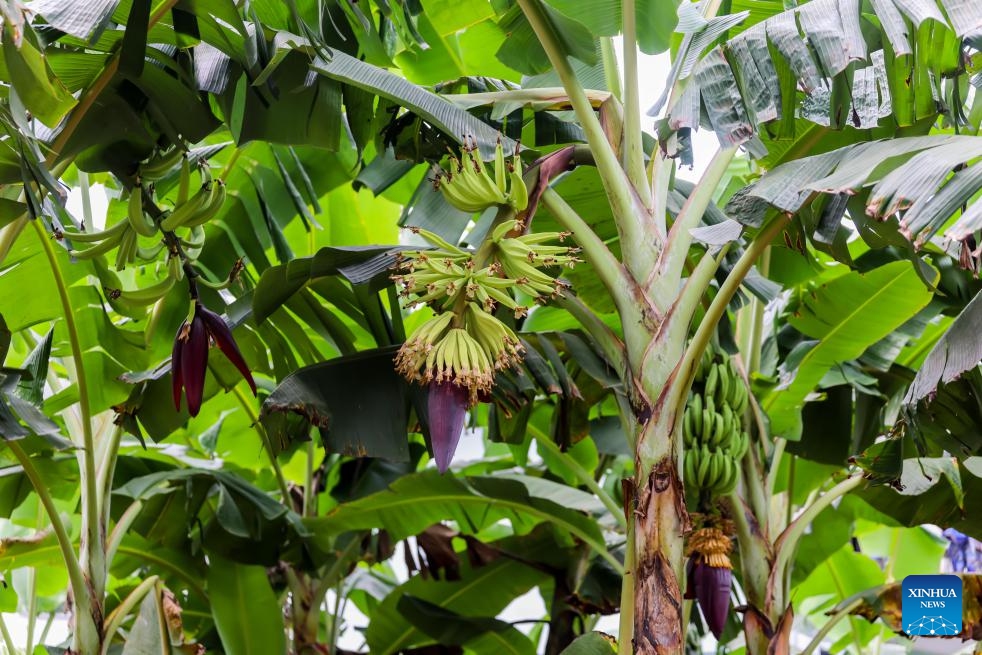 This photo taken on Dec. 5, 2023 shows plantains in Limbe, Cameroon. TO GO WITH Feature: Cameroon aspires to become leading plantain producer(Photo: Xinhua)