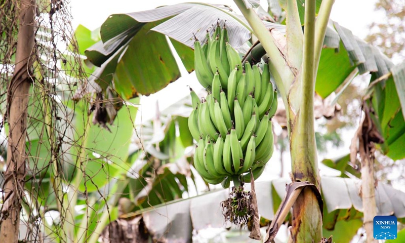 This photo taken on Dec. 5, 2023 shows plantains in Limbe, Cameroon. (Photo: Xinhua)