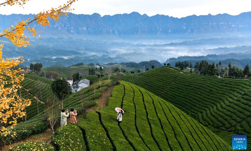 Tourists visit a tea garden in Zouma Township of Hefeng County, Enshi Tujia and Miao Autonomous Prefecture, central China's Hubei Province, Dec. 6, 2023.(Photo: Xinhua)