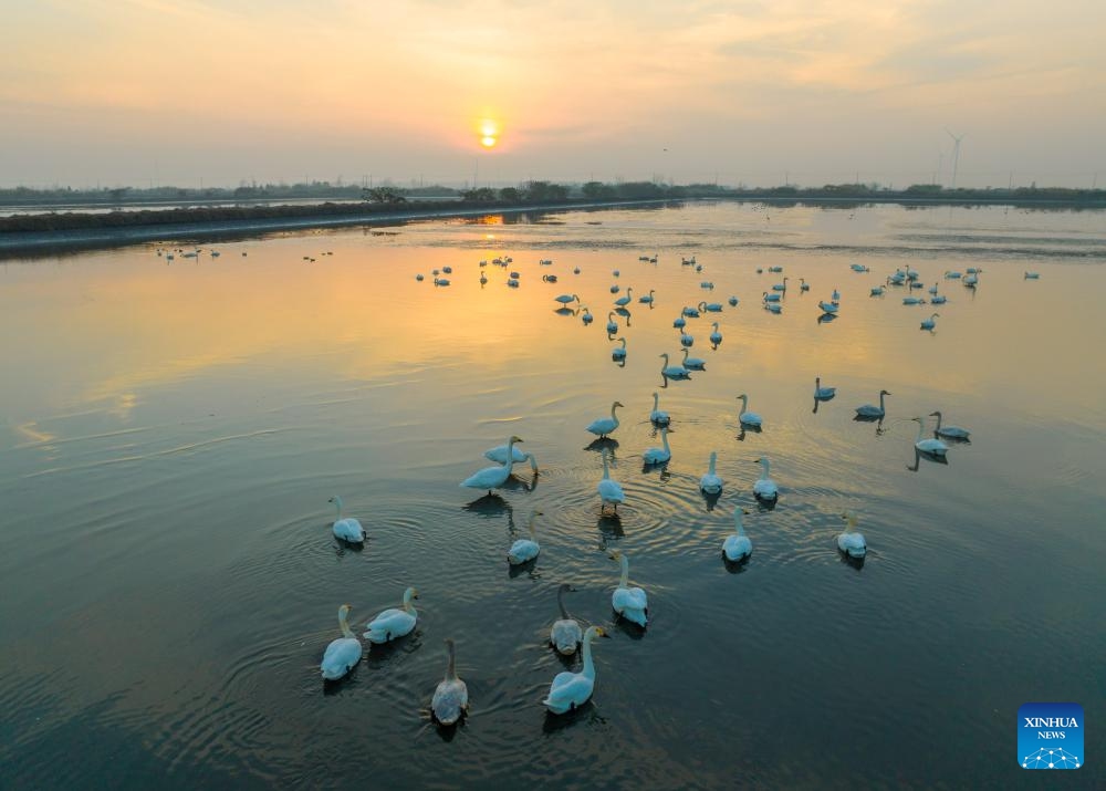 This aerial photo taken on Dec. 5, 2023 shows migratory birds perching at the Lixiahe National Wetland Park in Xinghua City, east China's Jiangsu Province.(Photo: Xinhua)