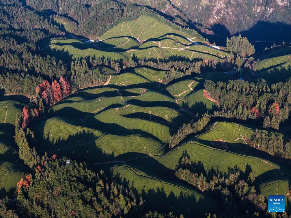 This aerial photo taken on Dec. 5, 2023 shows the scenery of a tea garden in Zouma Township of Hefeng County, Enshi Tujia and Miao Autonomous Prefecture, central China's Hubei Province.(Photo: Xinhua)