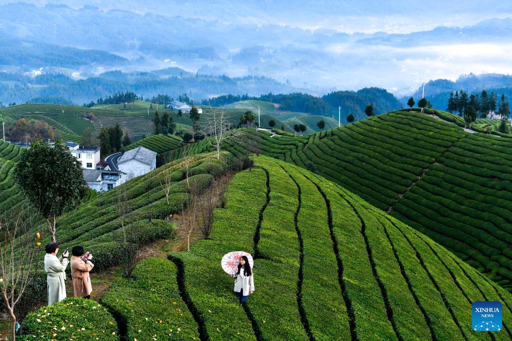 Tourists visit a tea garden in Zouma Township of Hefeng County, Enshi Tujia and Miao Autonomous Prefecture, central China's Hubei Province, Dec. 6, 2023.(Photo: Xinhua)