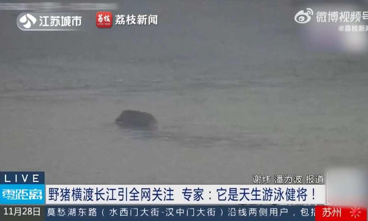 A wild boar crossing Yangtze River in 12 minutes in Nanjing. Photo: web