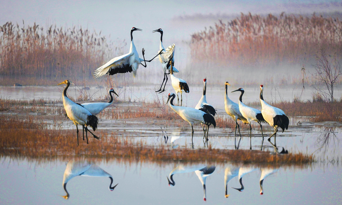 Red-crowned cranes in the wetland in Yancheng Photo: VCG