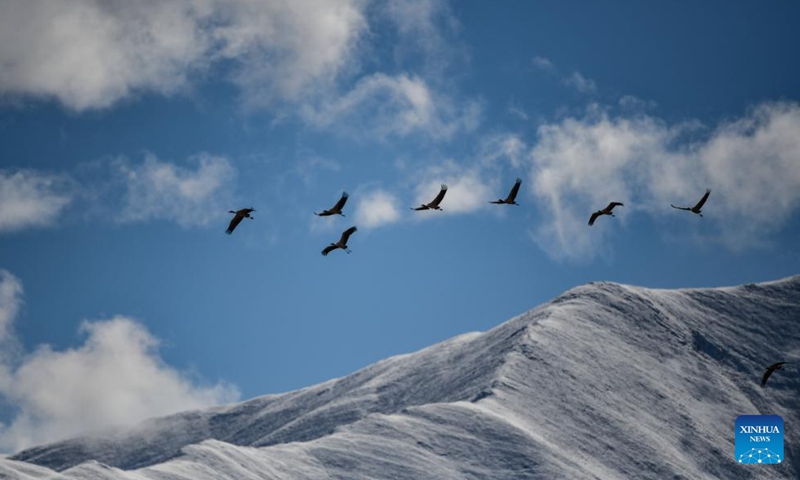 This photo taken on Dec. 8, 2023 shows black-necked cranes flying past snow-covered mountains in Lhasa, southwest China's Xizang Autonomous Region. (Photo: Xinhua)