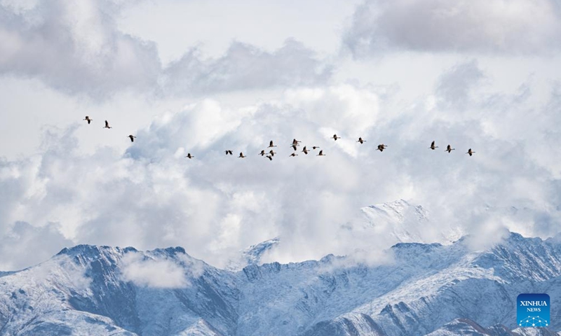 This photo taken on Dec. 8, 2023 shows black-necked cranes flying past snow-covered mountains in Lhasa, southwest China's Xizang Autonomous Region. (Photo: Xinhua)