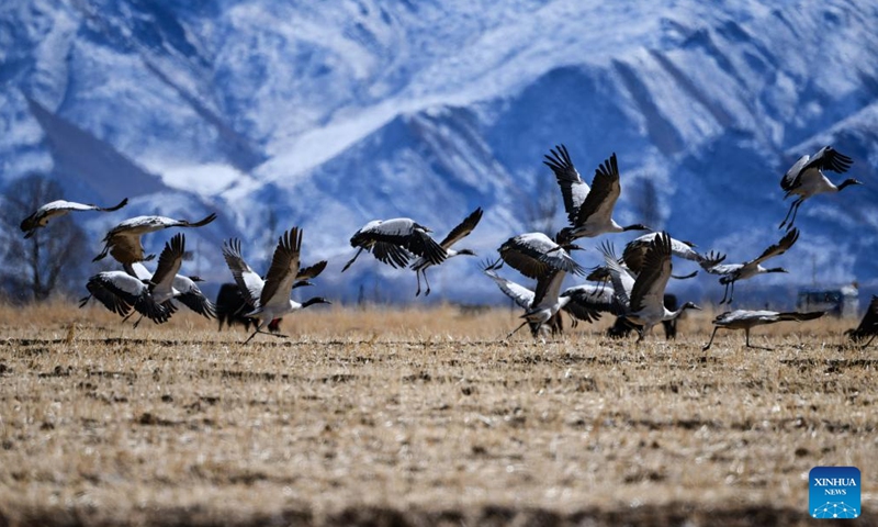 This photo taken on Dec. 8, 2023 shows black-necked cranes flying near snow-covered mountains in Lhasa, southwest China's Xizang Autonomous Region. (Photo: Xinhua)