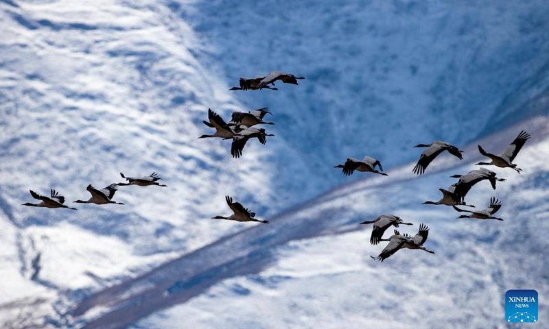 This photo taken on Dec. 8, 2023 shows black-necked cranes flying past snow-covered mountains in Lhasa, southwest China's Xizang Autonomous Region. (Photo: Xinhua)