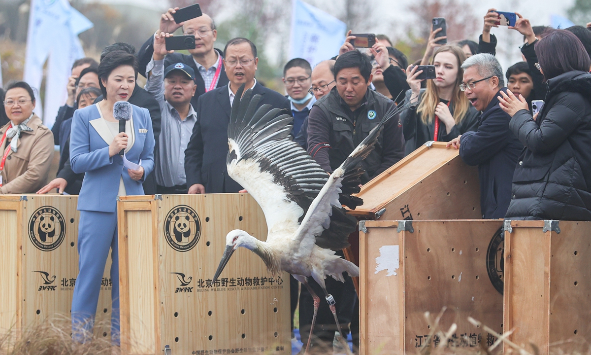 A rescued oriental white stork is released into the wild during a rescue and release event for migratory birds in Jiujiang, East China's Jiangxi Province, on December 10, 2023. A total of 60 birds from 19 species were released during the event, including 10 wild animals under first-class national protection and 16 under second-class national protection. Photo: VCG