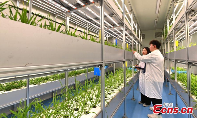 World's tallest unmanned vertical veggie farm in Chengdu - Global Times